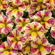 Yellow Pink Petunia Flower Seeds – Heirloom Non-GMO High Germination Organic Garden Seeds