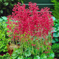 Red Heuchera Sanguinea Flower Seeds – Heirloom Non-GMO High Germination Organic Garden Seeds for Planting