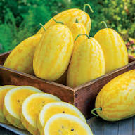 Gold in Gold Watermelon Seeds for Planting Heirloom Non-GMO High Germination Organic Garden Seeds