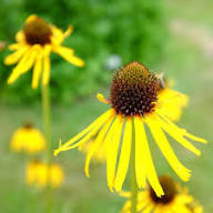 Coneflower Seeds Yellow – Heirloom, Non-GMO, High Germination Organic Garden Seeds