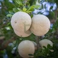 Green Bel (Bilva / Bael) Fruit Seeds for Planting – Heirloom Non-GMO High Germination Organic Garden Seeds