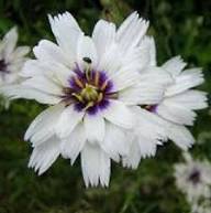 White Catananche Flower Seeds Heirloom Non-GMO High Germination Organic Garden Seeds for Planting