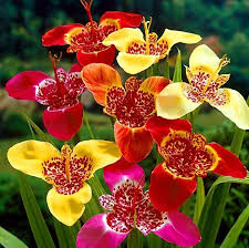 Red Tigridia Flower Seeds – Heirloom, Non-GMO, High Germination Organic Seeds