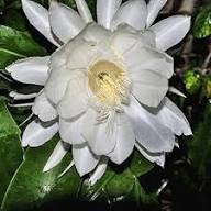 White Peniocereus Flower Seeds – Heirloom Non-GMO High Germination Organic Garden Seeds
