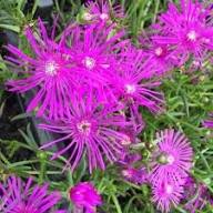 Semillas de Flor Delosperma Rosa – Semillas Herencia No OGM de Alta Germinación