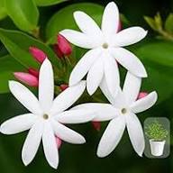 White Jasminum Flower Seeds for Planting Heirloom Non-GMO High Germination Organic Garden Seeds