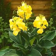 Yellow Pandancanda Flower Seeds Heirloom Non-GMO High Germination Organic Seeds