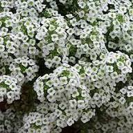 White Serpyllum Flower Seeds Heirloom Non-GMO High Germination Organic Garden Seeds for Planting