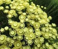 Santolina Etrusca Flower Seeds Green – Heirloom Non-GMO High Germination Organic Garden Seeds
