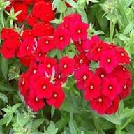 Red Phlox Perennial Flower Seeds Heirloom Non-GMO High Germination Organic Garden Seeds