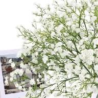 White Gypsophilia Flower Seeds for Planting Heirloom Non-GMO High Germination Organic Garden Seeds