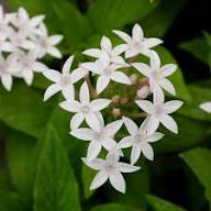 White Pentas Lanceolata Flower Seeds – Heirloom, Non-GMO, High Germination Organic Garden Seeds for Planting