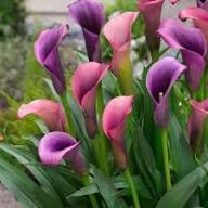 Purple Calla Lilies Flower Seeds for Planting Heirloom Non-GMO High Germination Organic Garden Seeds