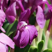 Purple Roscoea Humeana Flower Seeds Heirloom Non-GMO High Germination Organic Garden Seeds for Planting