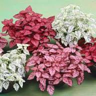 Perennial Hypoestes Flower Seeds for Planting – Heirloom Non-GMO Organic Garden Seeds High Germination