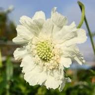 White Scabiosa Flower Seeds – Heirloom Non-GMO Organic Garden Seeds
