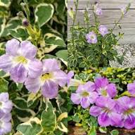 Violet Chablis Flower Seeds – Heirloom Non-GMO High Germination Organic Garden Seeds