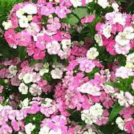 Pale Pink Chamomile Flower Seeds – Heirloom Non-GMO High Germination Garden Seeds