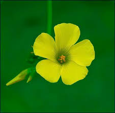 Yellow Oxalis Flower Seeds Heirloom Non-GMO High Germination Organic Seeds