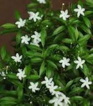 Tabernaemontana Flower Seeds White Heirloom Non-GMO High Germination Organic Garden Seeds for Planting