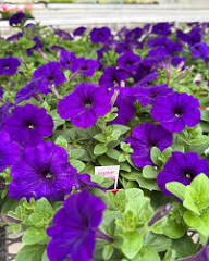 Impatiens Flower Seeds Purple Heirloom Non-GMO High Germination Organic Garden Seeds for Planting