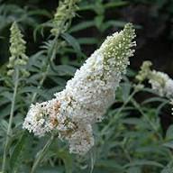 Buddleja Flower Seeds White Heirloom Non-GMO High Germination Organic Garden Seeds