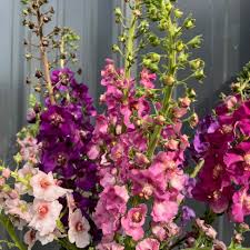 Rosa Königskerze Blumensamen – Alte Sorte, gentechnikfrei, hohe Keimrate, Bio-Gartensamen zum Pflanzen