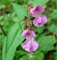 Semillas de flores rosadas de Glandulifera – Variedad tradicional, no transgénicas, de alta germinación, semillas orgánicas de jardín para plantar