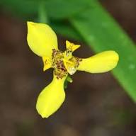 Yellow Neomarica Flower Seeds – Heirloom, Non-GMO, High Germination Organic Seeds