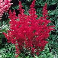Astilbe Staudensamen Rot Alte Sorte Gentechnikfrei Hohe Keimfähigkeit Bio Gartensamen zum Pflanzen