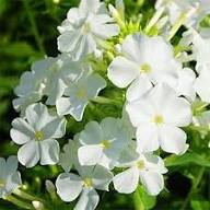 Mixed Moss Phlox Seeds Heirloom Non-GMO High Germination Organic Garden Seeds for Planting
