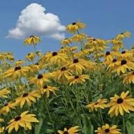 Yellow Ratibida Columnifera Flower Seeds – Heirloom Non-GMO High Germination Organic Garden Seeds