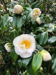 White Camellia Flower Seeds For Gardens – Heirloom, Non-GMO, High Germination Organic Garden Seeds for Planting