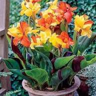 Red Yellow Canna Lily Flower Seeds – Heirloom Non-GMO High Germination Organic Garden Seeds