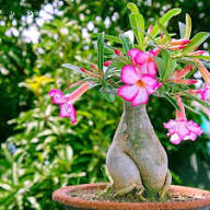 Pink Desert Rose Flower Seeds for Planting – Heirloom Non-GMO High Germination Organic Garden Seeds