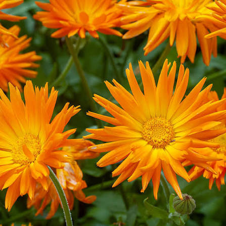 Radio Calendula Flower Seeds for Planting | Heirloom Non-GMO Seeds