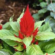 Red Camassia Flower Seeds – Heirloom, Non-GMO, High Germination Organic Garden Seeds for Planting
