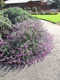 Purple Salvia Leucantha Flower Seeds – Heirloom Non-GMO High Germination Organic Garden Seeds