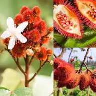 Rote Achiote-Samen zum Pflanzen – Alte Sorte gentechnikfrei hohe Keimfähigkeit Bio-Gartensamen