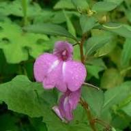 Semillas de flores rosadas de Glandulifera – Variedad tradicional, no transgénicas, de alta germinación, semillas orgánicas de jardín para plantar