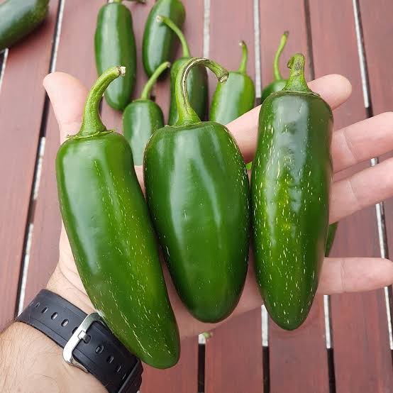 Pfeffer Bio-Samen – Alte Sorten, gentechnikfrei, keimstark, Bio-Gartensamen zum Pflanzen