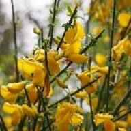 Yellow Xanthoceras Flower Seeds for Planting | Heirloom Non-GMO Organic