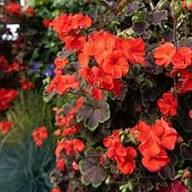 Rare Red Rosebud Geranium Flower Seeds Heirloom Non-GMO High Germination Organic Garden Seeds for Planting