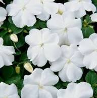 White Impatiens Flower Seeds Heirloom Non-GMO High Germination Organic Garden Seeds for Planting