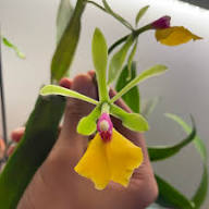 Yellow Epicattleya Flower Seeds – Heirloom Non-GMO High Germination Organic Seeds