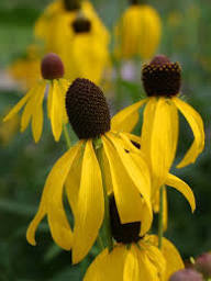 Yellow Ratibida Flower Seeds – Heirloom Non-GMO High Germination Organic Garden Seeds