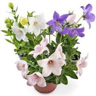 Mixed Platycodon Grandiflorum Flower Seeds – Heirloom, Non-GMO, High Germination Organic Garden Seeds