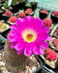 Kaktusblumensamen zum Pflanzen Pink – Samenecht, gentechnikfrei, keimstark, Bio-Gartensamen zum Pflanzen