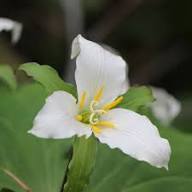 Trillium Flower Seeds White Heirloom Non-GMO High Germination Organic Garden Seeds for Planting