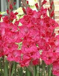 Pink Gladiolus Illyricus Flower Seeds – Heirloom, Non-GMO High Germination Seeds for Planting | Organic Garden Seeds